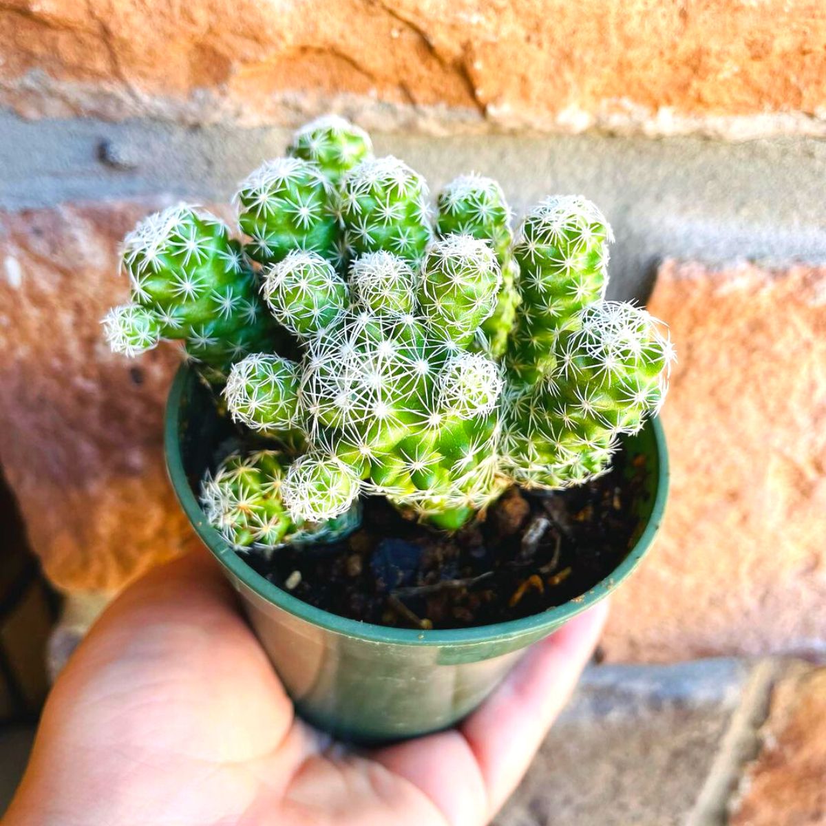 Small Thimble Cactus
