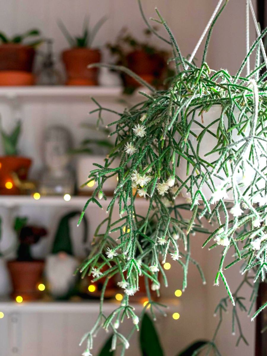 A beautiful hanging mistletoe cactus