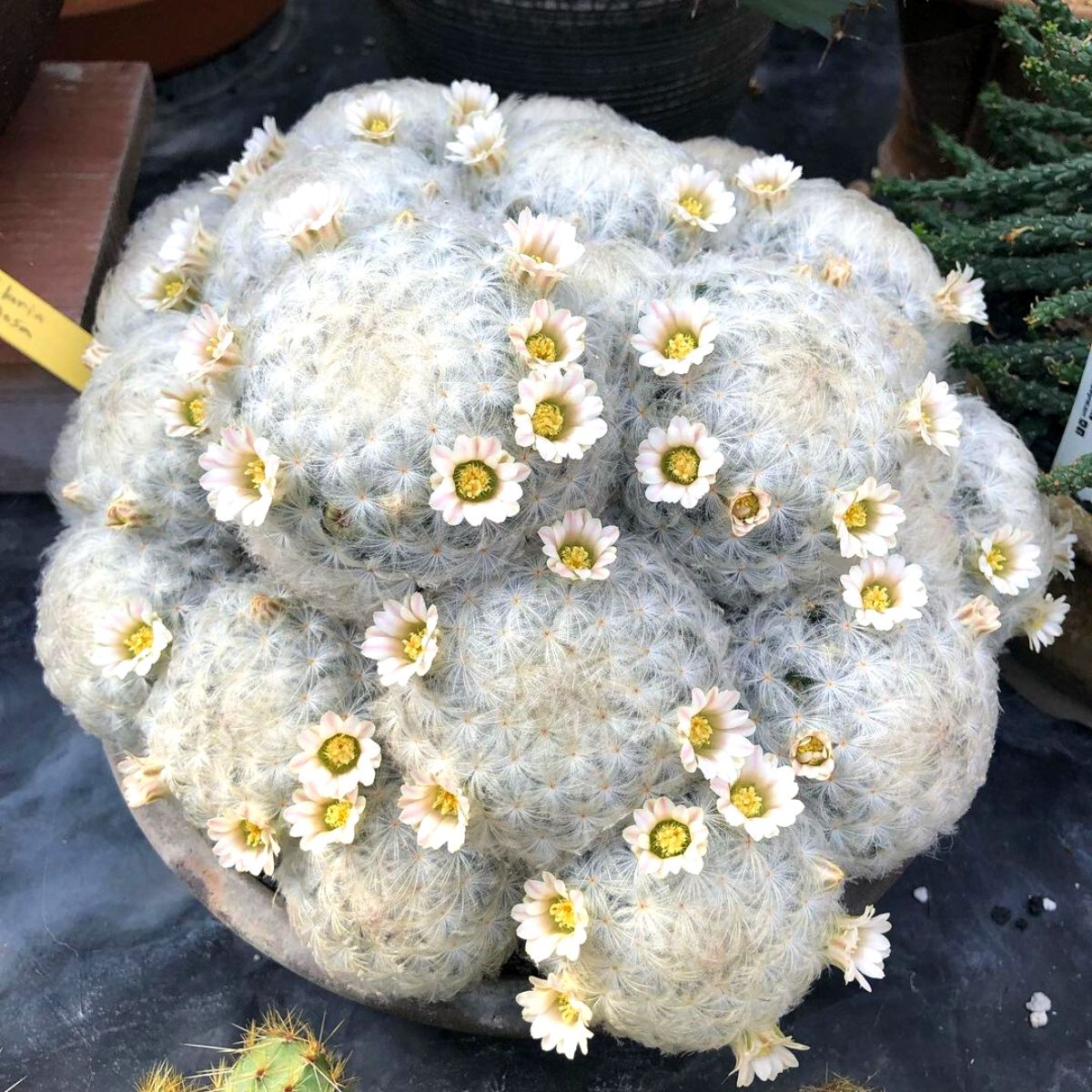 A feather cactus in full bloom