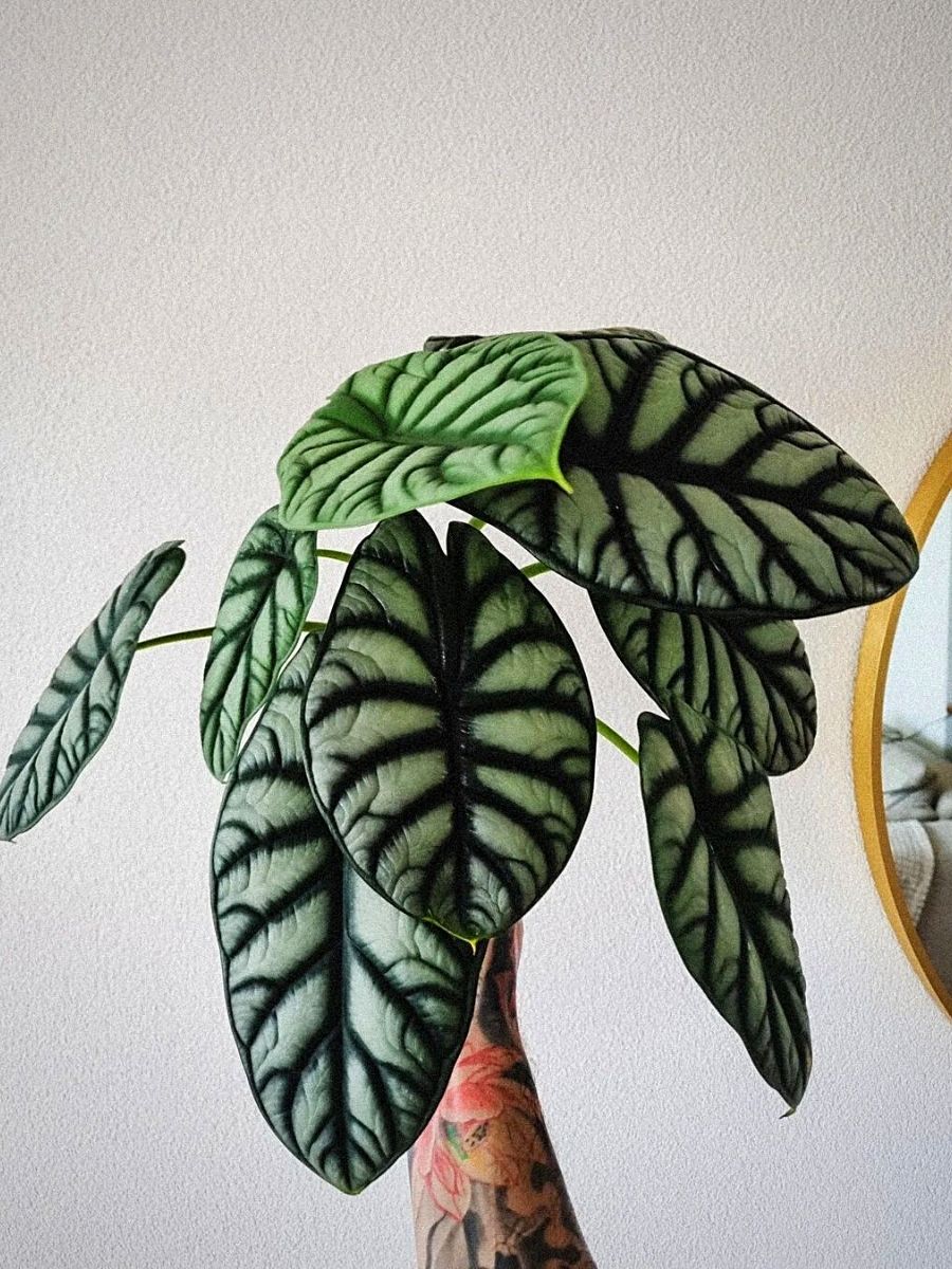 Alocasia Silver Dragon Is an Ideal Tropical Plant