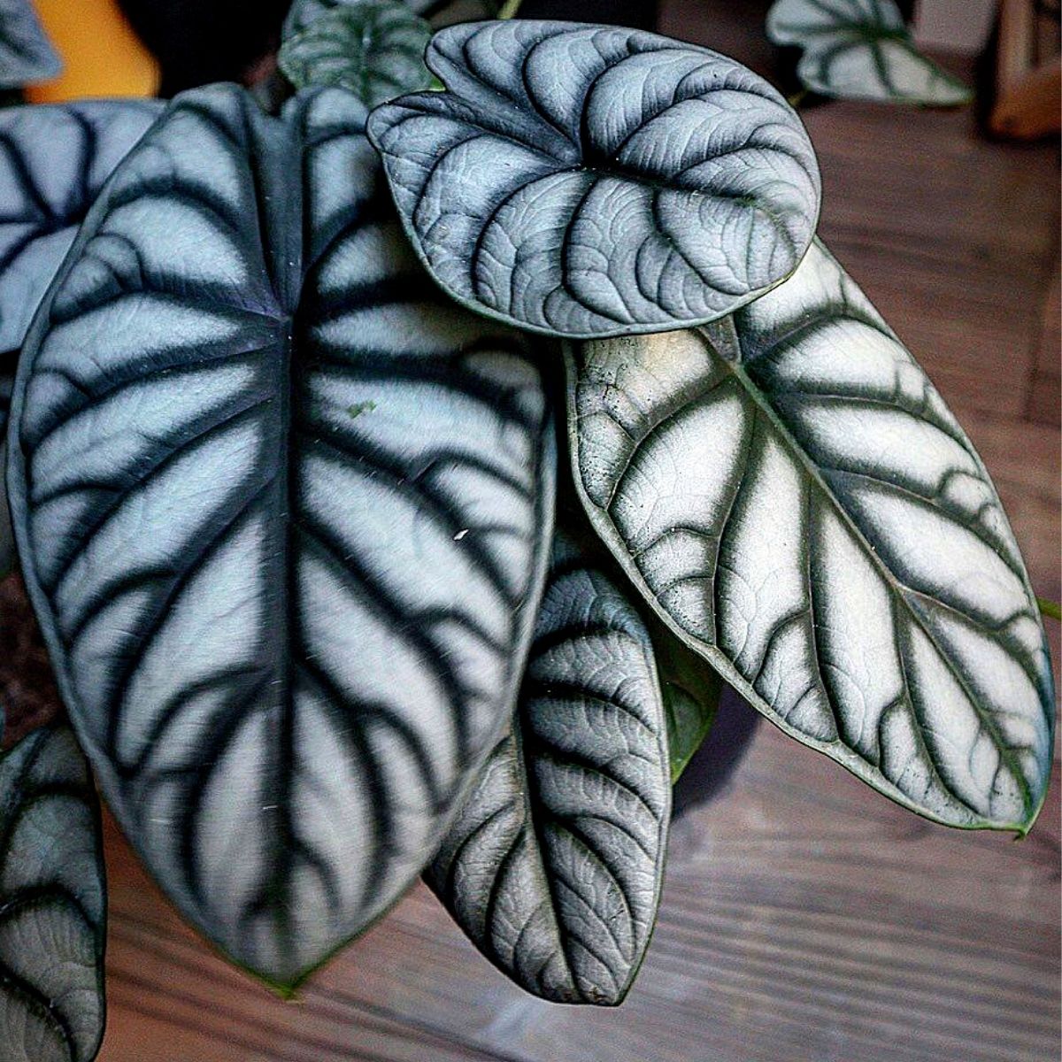 Alocasia Silver Dragon Is an Ideal Tropical Plant