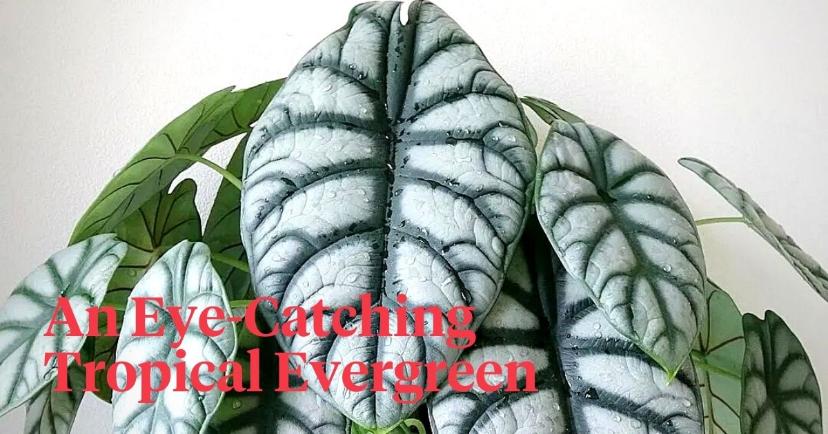 The Alocasia Silver Dragon Is an Ideal Tropical Evergreen