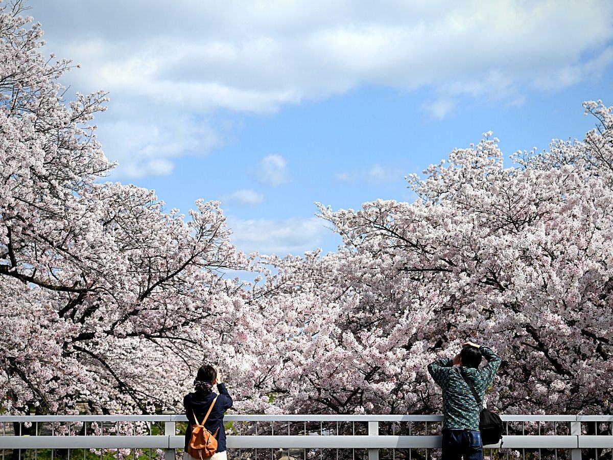 Japanese Cherry Blossom Floral Celebration of Hanami