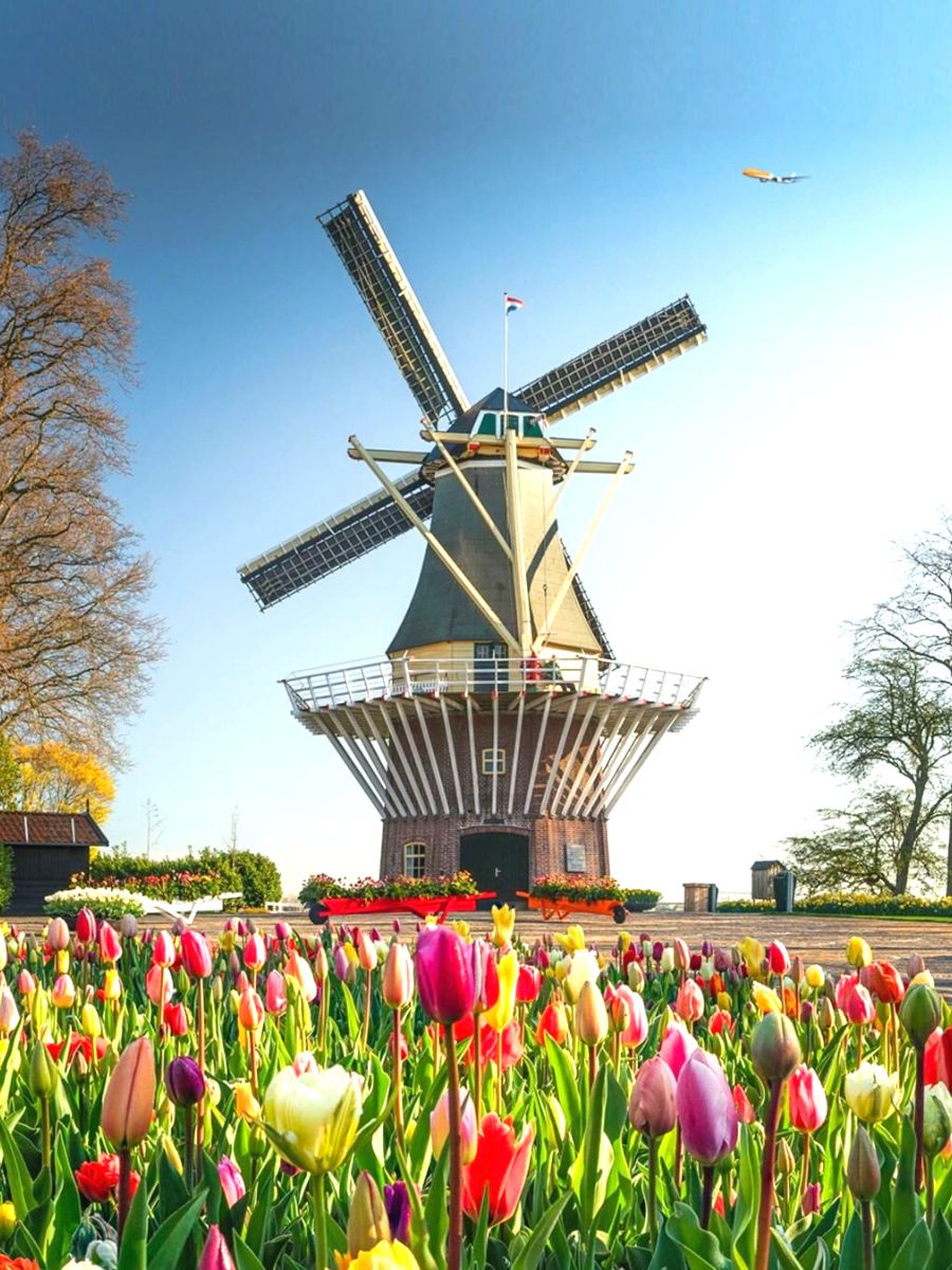 Tulip season in Amsterdam