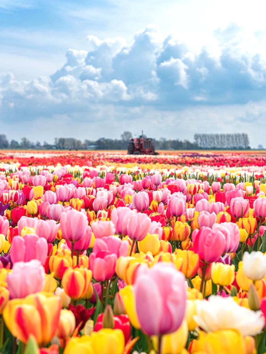 Field full of colorful Dutch tulips