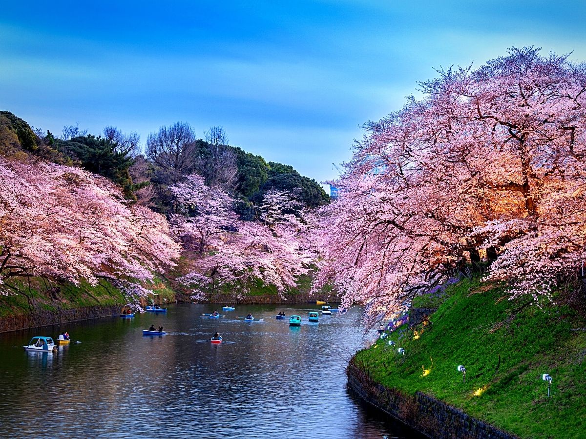 Japanese Cherry Blossom Floral Celebration of Hanami