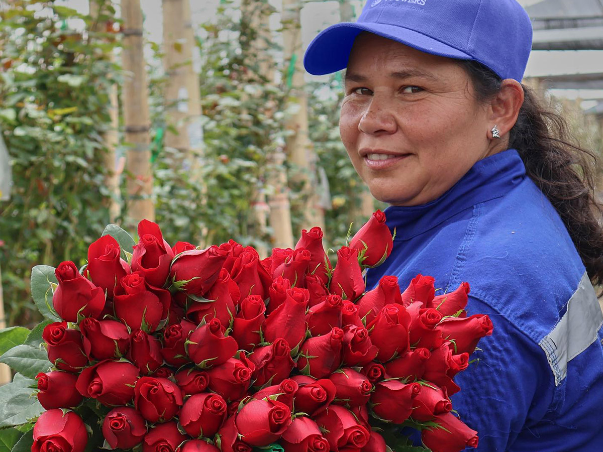 Rose Farms in Colombia Fillco Flowers red roses