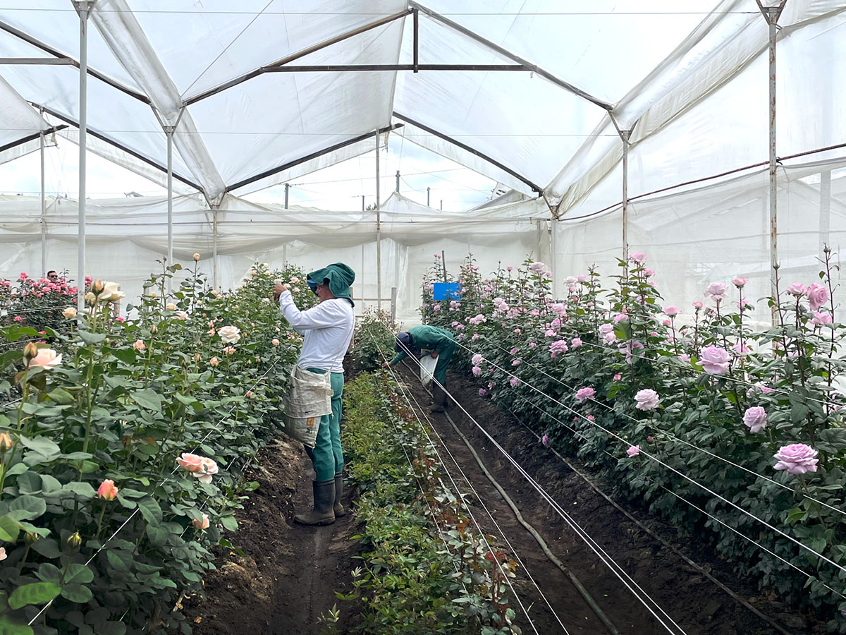 Rose Farms in Colombia Alexandra Farms nursery