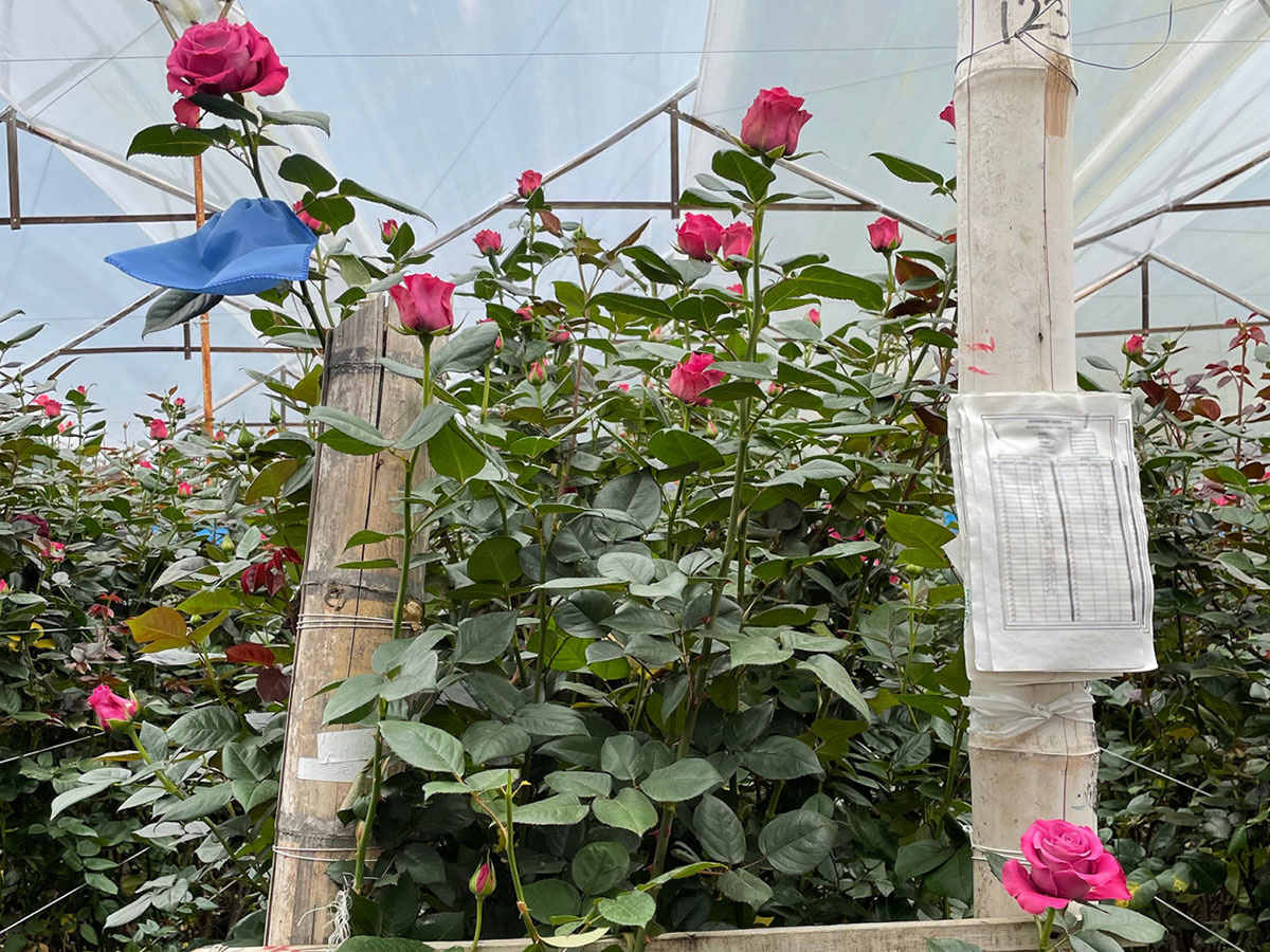 Rose Farms in Colombia Alexandra Farms pink roses
