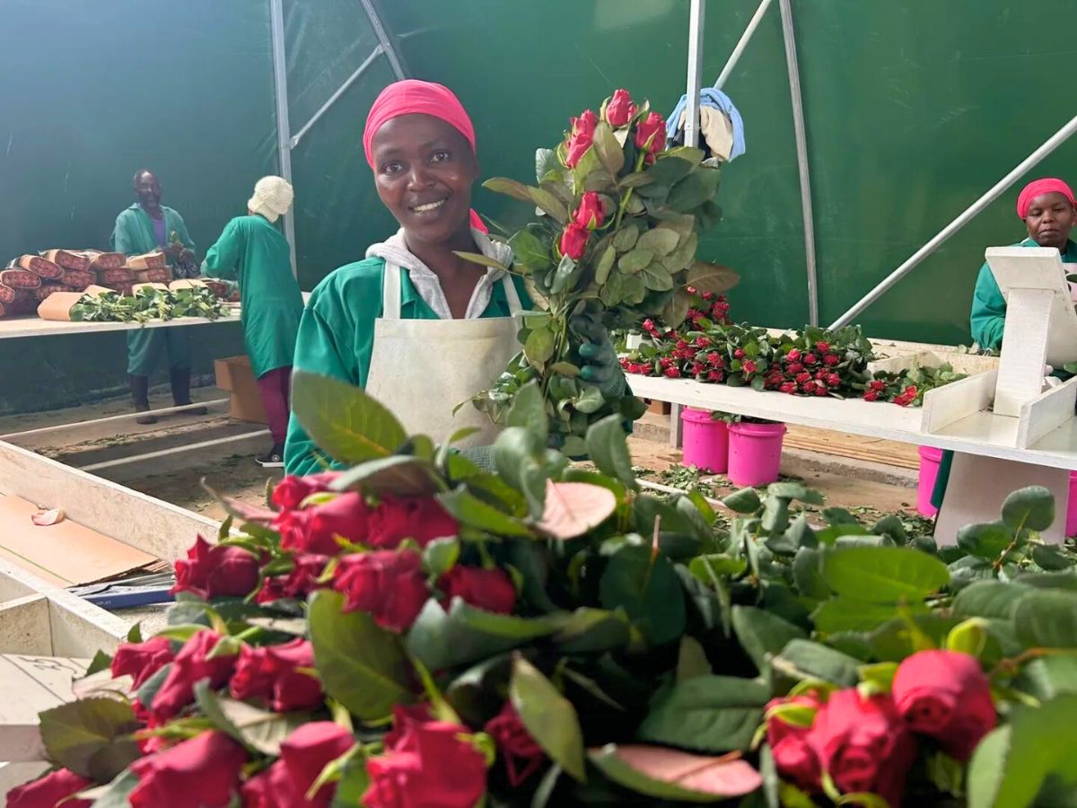 Processing Roses for Sale