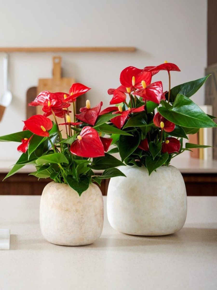 Anthurium Plant Bringing Luck for Chinese New Year