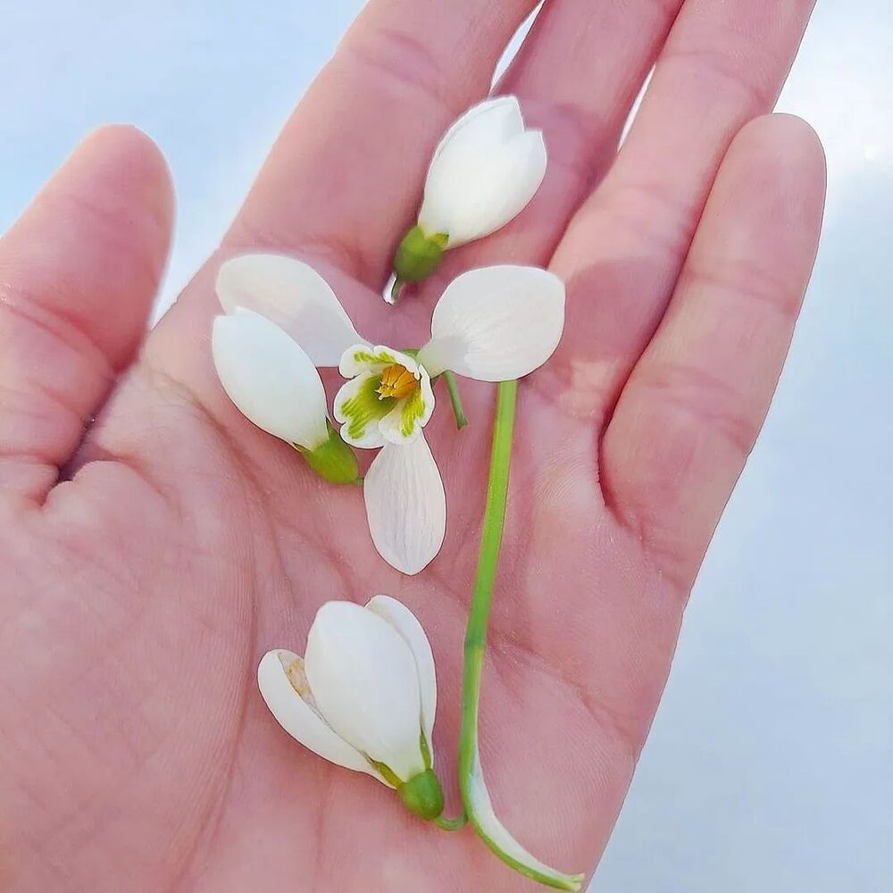 Snowdrop flower in hand