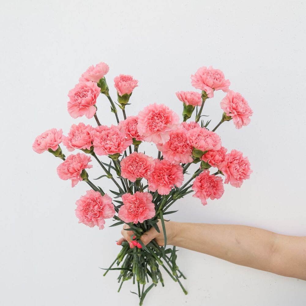 beauty of carnations flower 
