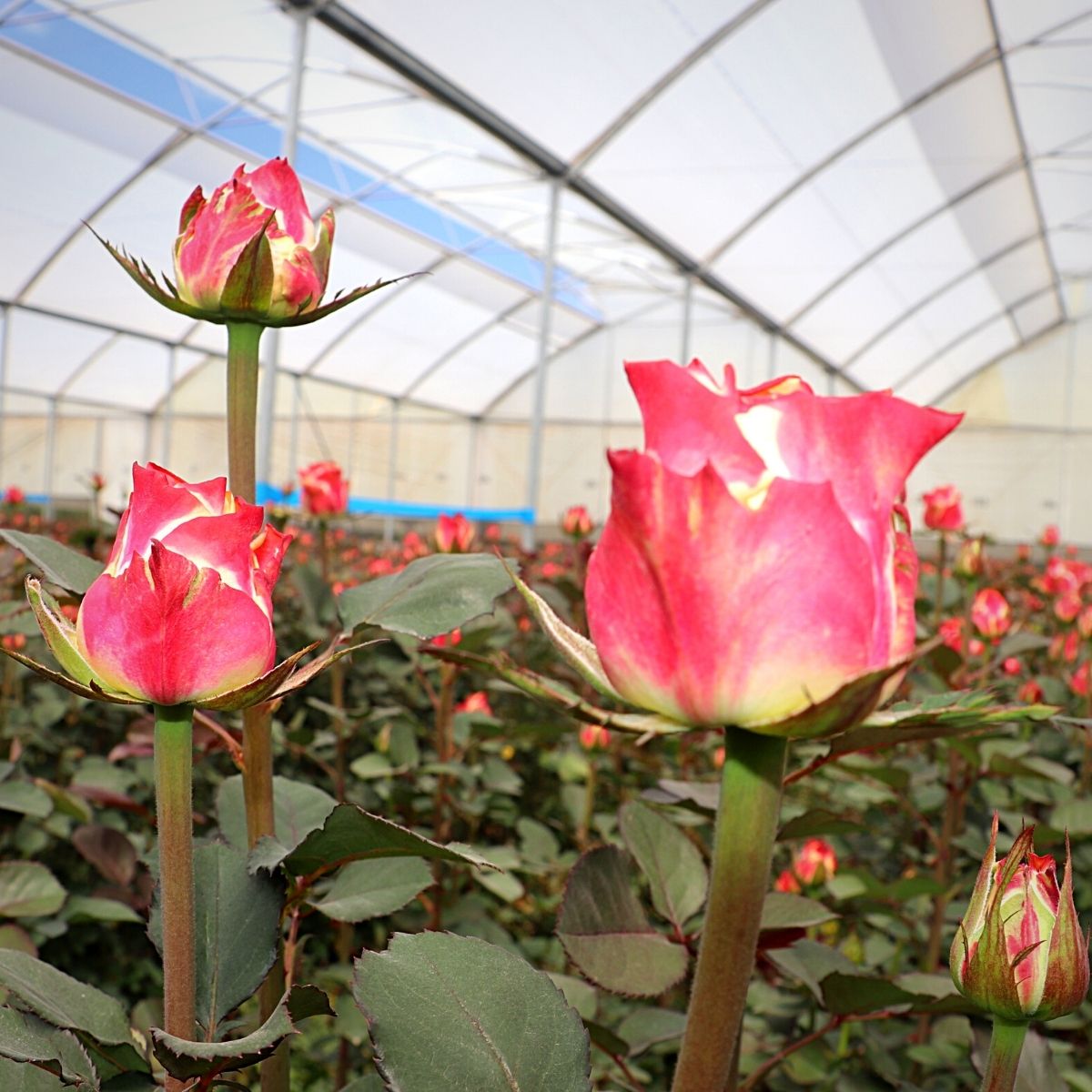​​De Ruiter's Rose Capriola Grown by ​Kenya's Roseto Ltd