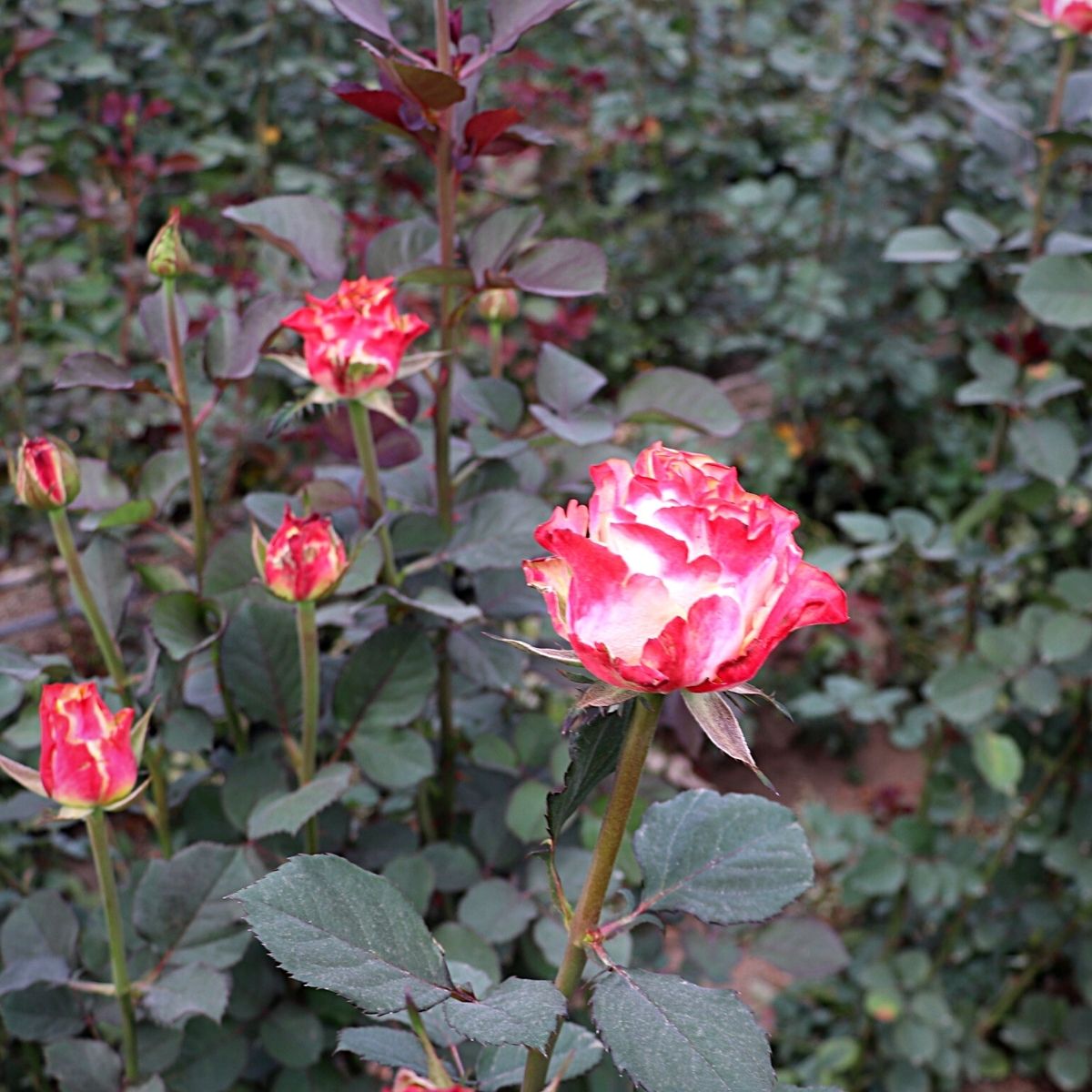 ​​De Ruiter's Rose Capriola Grown by ​Kenya's Roseto Ltd