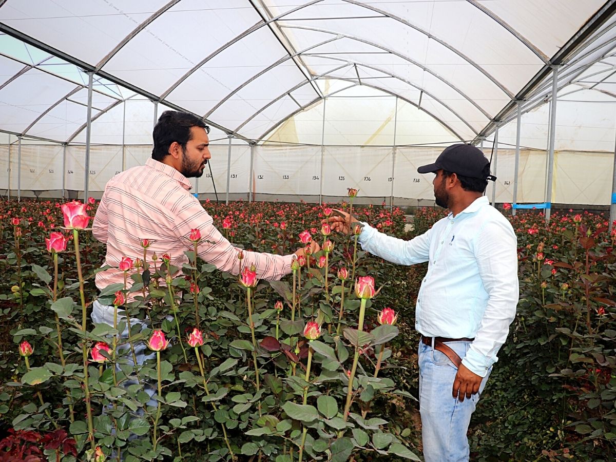 De Ruiter's Rose Capriola Grown by Kenya's Roseto Ltd