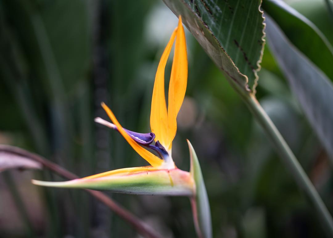 Bird of Paradise - Is the Strelitzia The Queen of the Tropical Indoor Plant World?