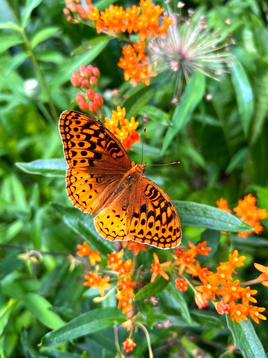 Butterfly weed with a pollinator feeding on them
