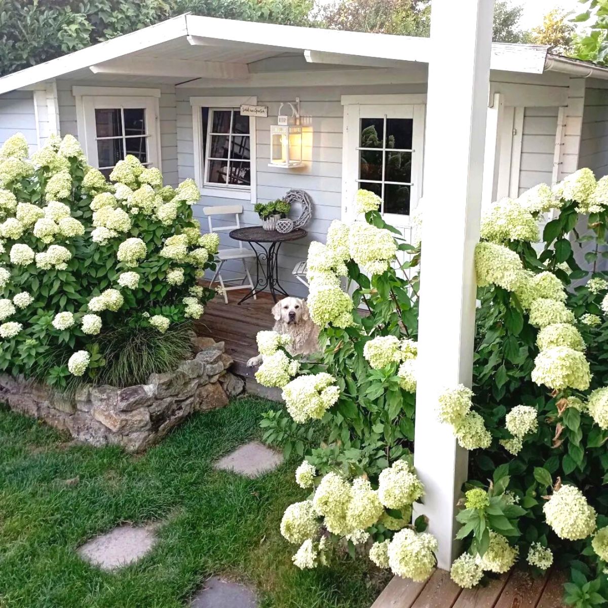 A white hydrangea garden