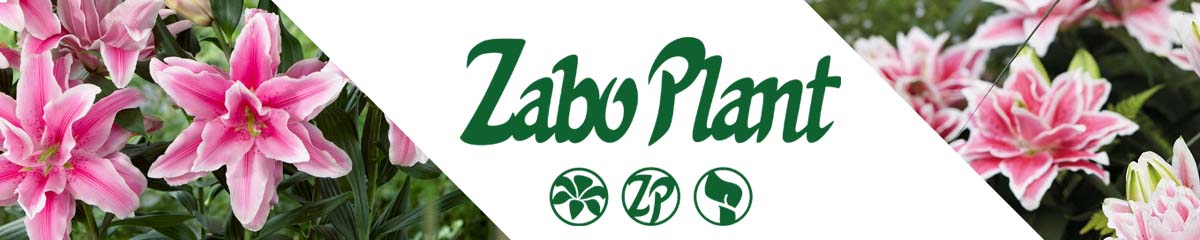 Zabo Plant banner