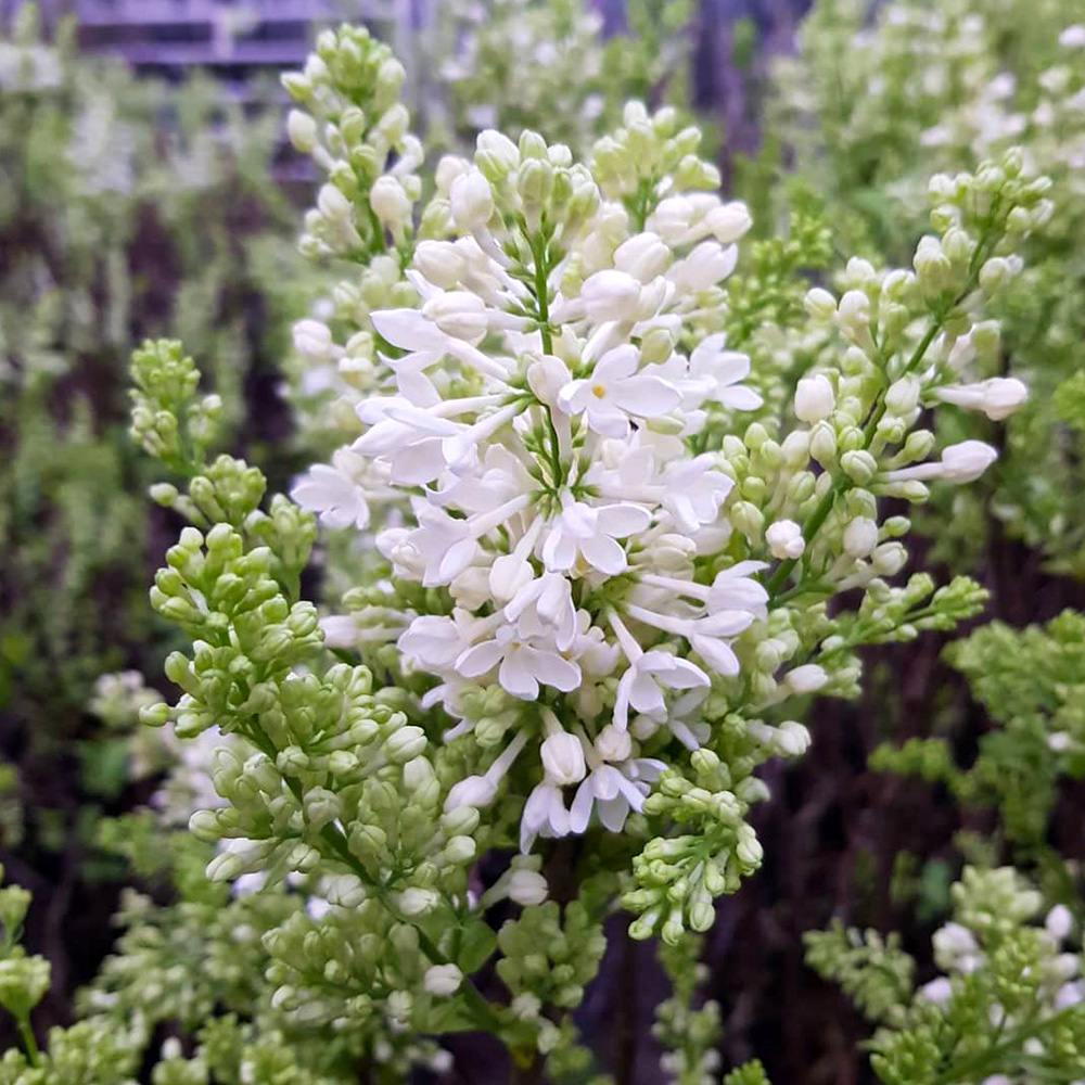 Seringen Specialist white lilacs