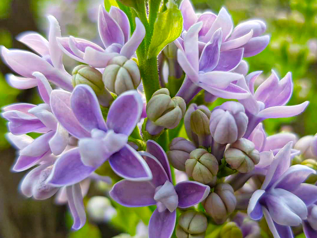 Seringen Specialist purple lilacs