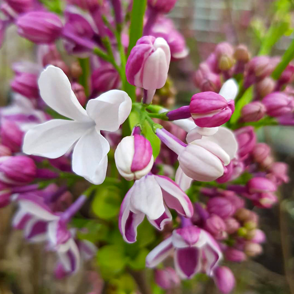 Seringen Specialist pink white lilacs