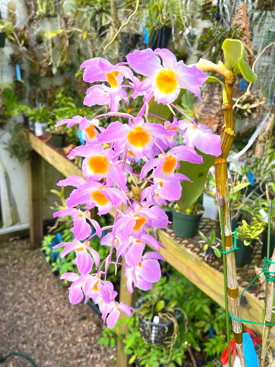 Dendrobium amabile orchids
