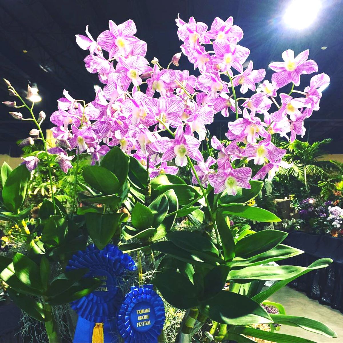 Prized orchid at the Tamiami Orchid Festival