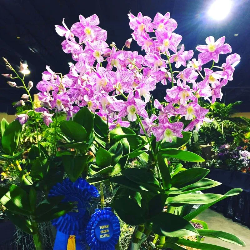 Prized orchid variety at the Tamiami Orchid Festival