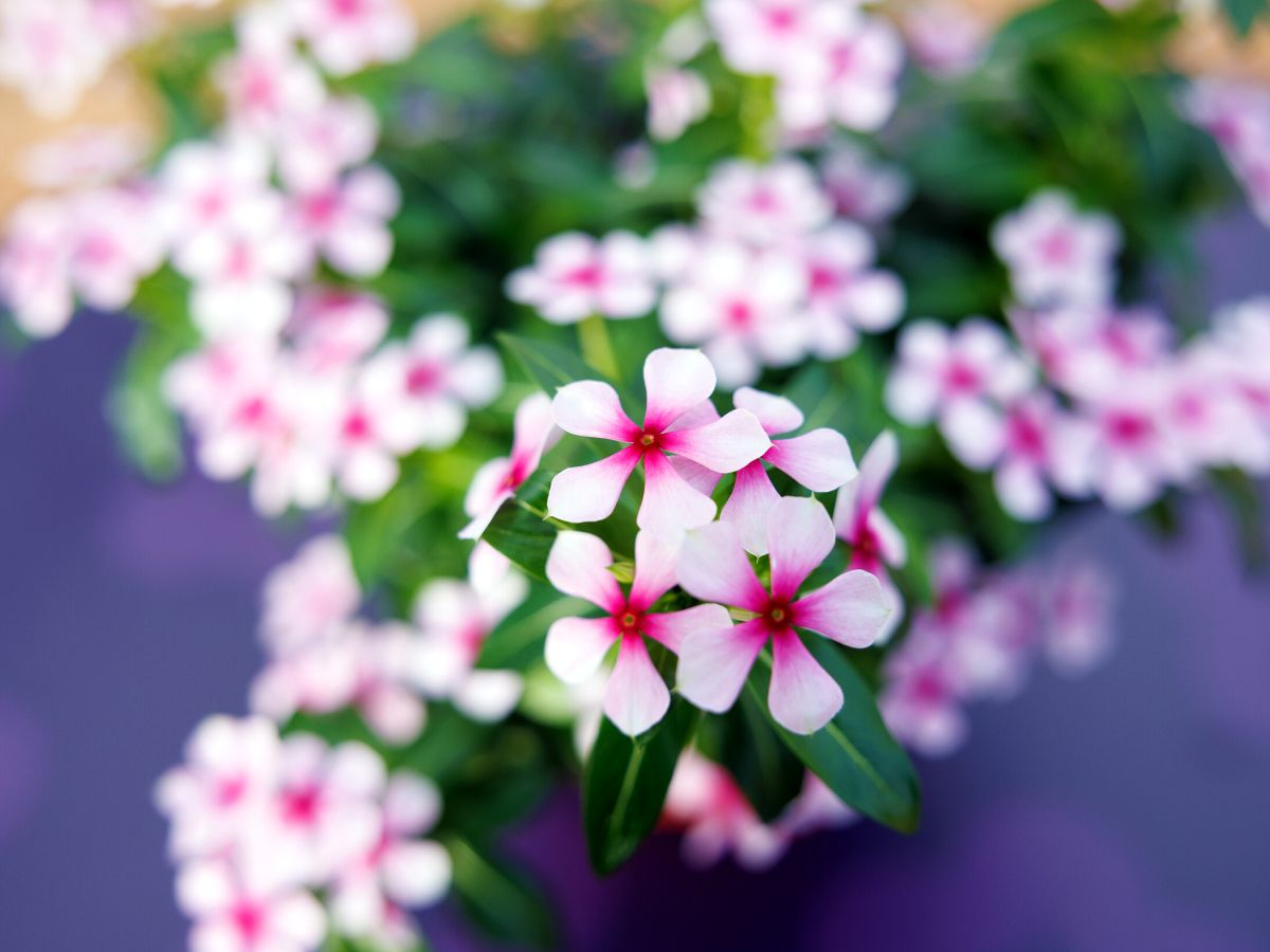 Soiree catharanthus light pink by MNP Suntory