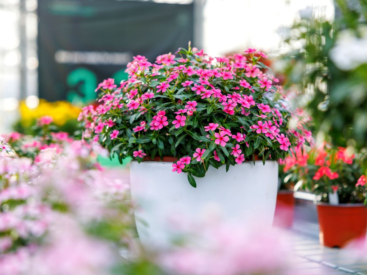 Soiree Hot Pink in a pot and outdoor space