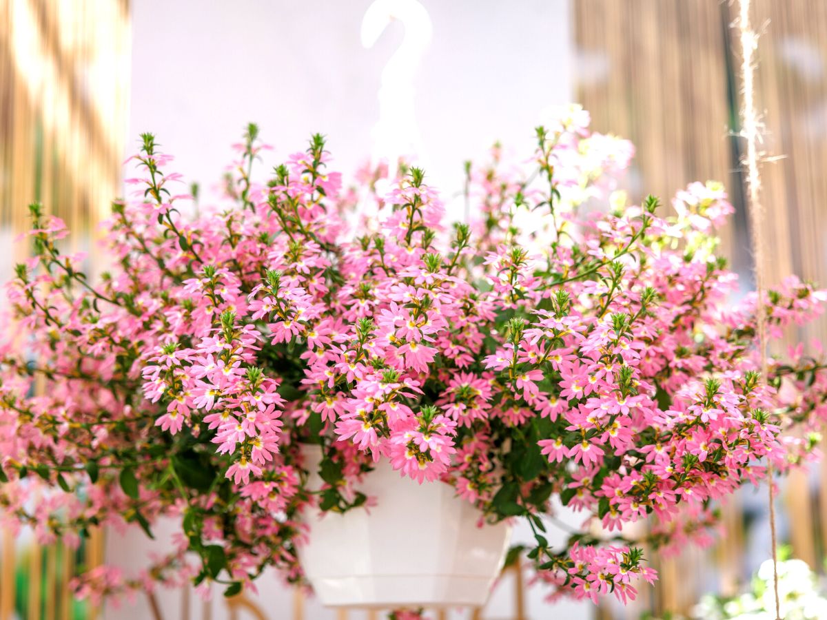 A hanging basket with Surdiva Compact Pink
