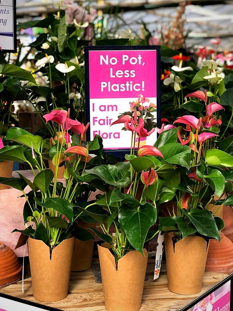 Fair Flora Has Its Sustainability-Labeled Plants Purchased by First Exporter