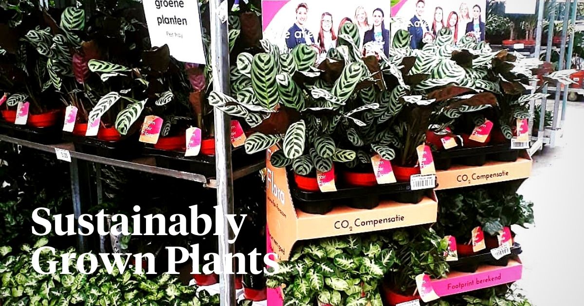 Fair Flora Has Its First Sustainability-Labeled Plants Purchased by First Exporter