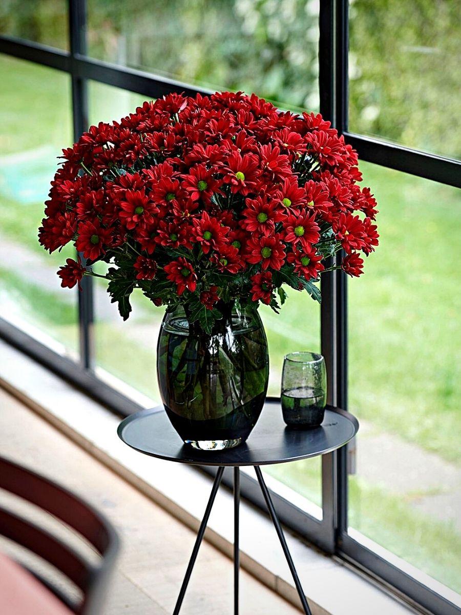 ​Red Chrysanthemums for Valentine’s Day