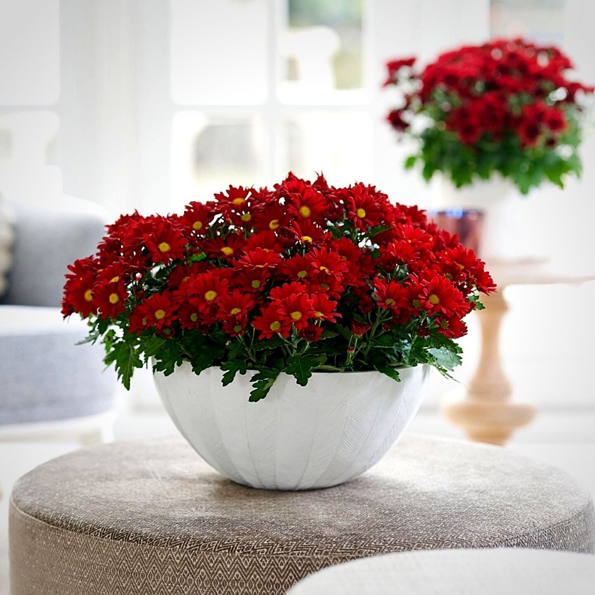 ​Red Chrysanthemums for Valentine’s Day