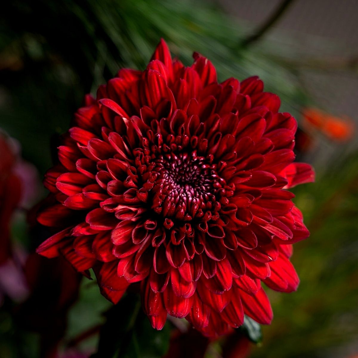 ​Red Chrysanthemums for Valentine’s Day