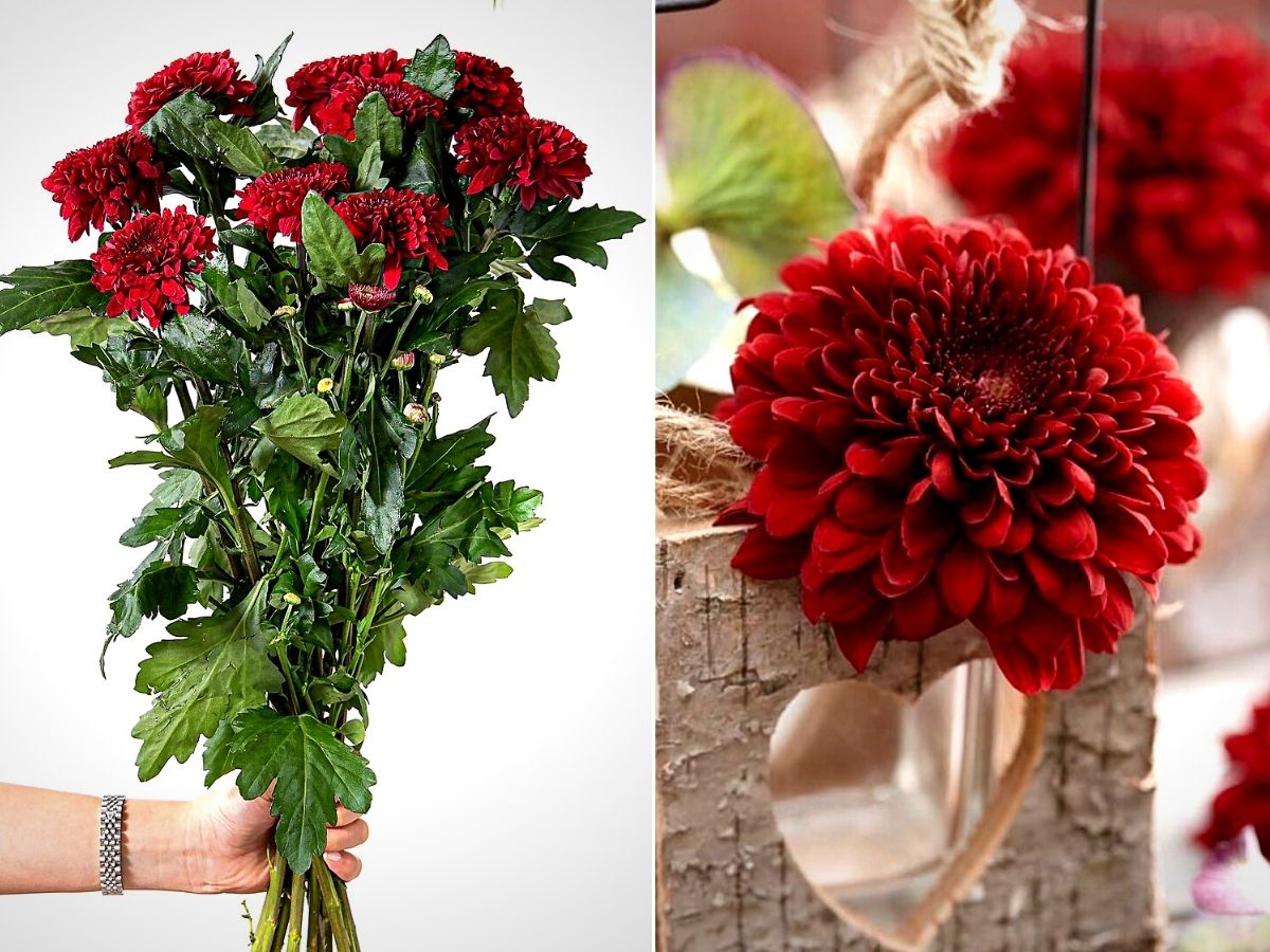 Red Chrysants for Valentines
