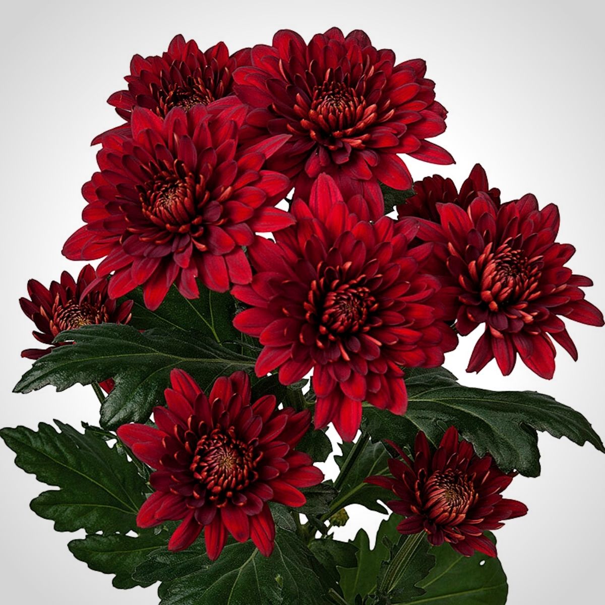 Red Chrysanthemums for Valentines