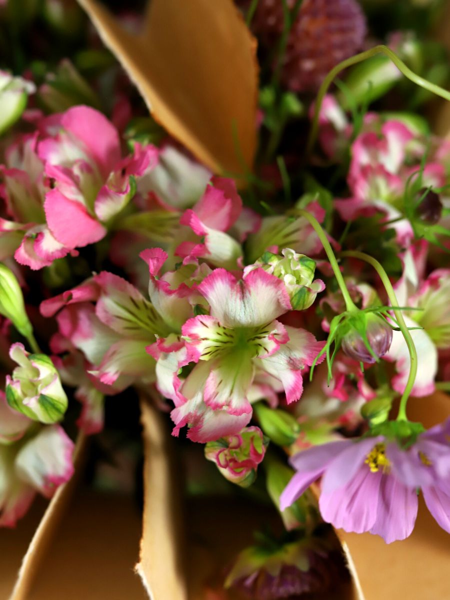 Detailed view of the pink paradiso alstroemeria by Konst