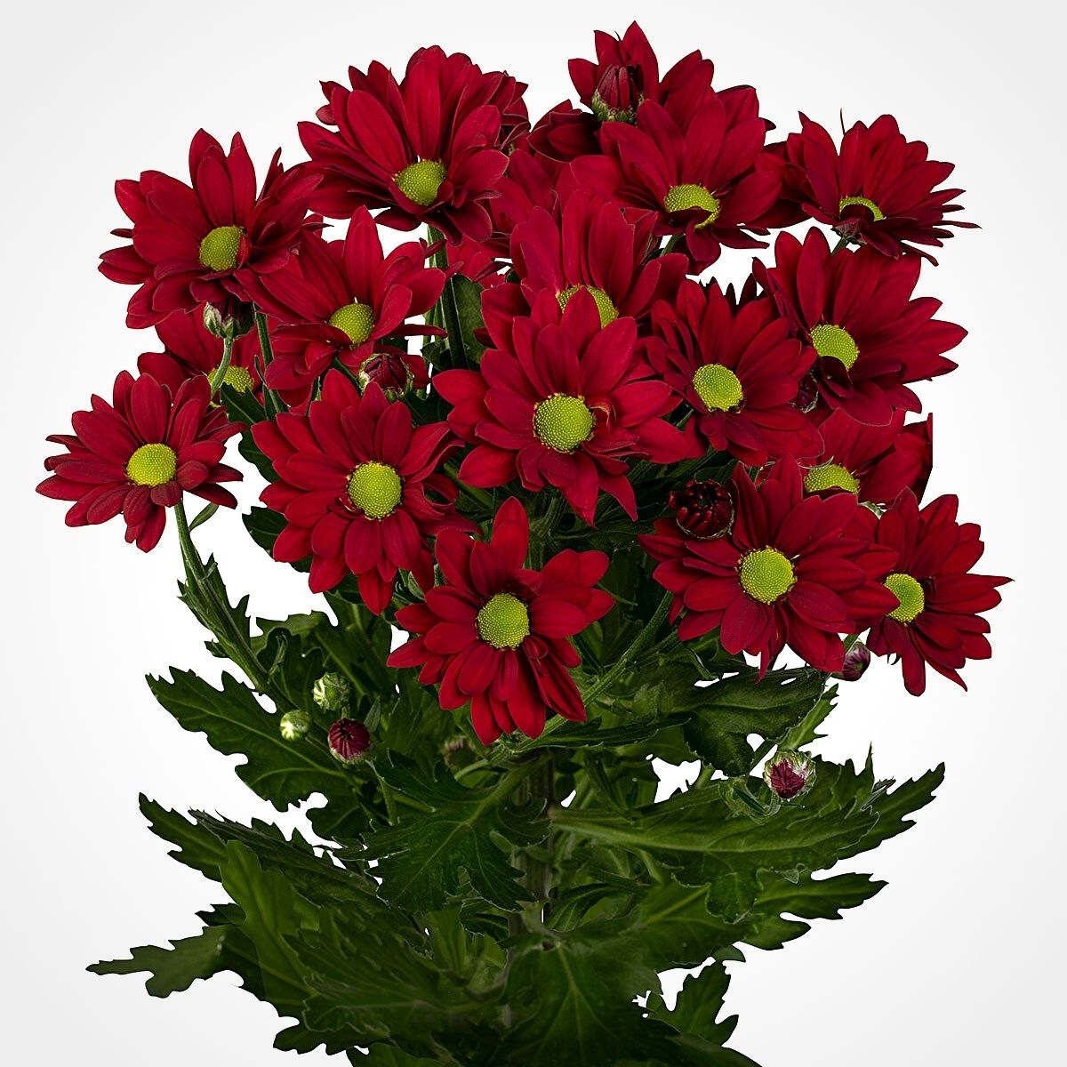 Red Chrysanthemums for Valentine’s Day