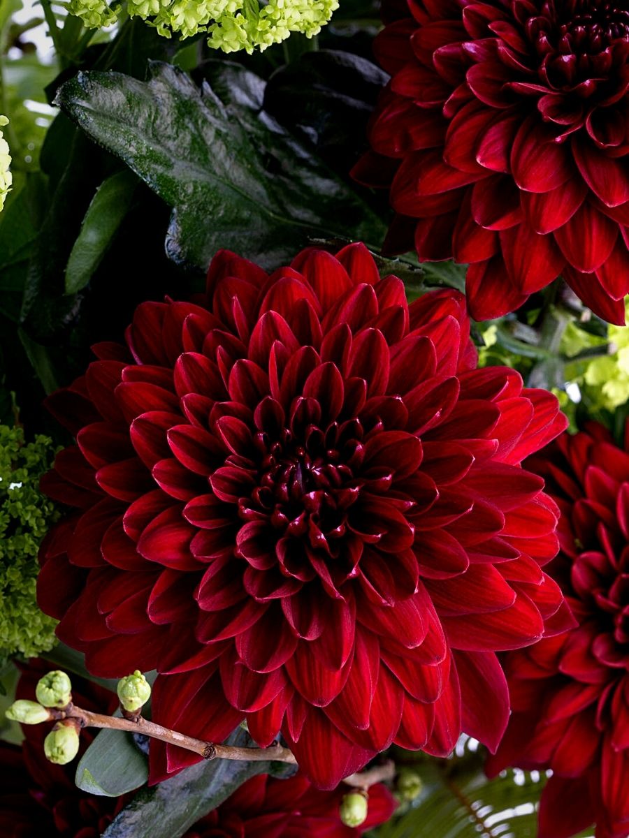 Red Chrysanthemums for Valentine’s Day