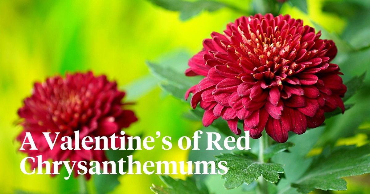 Red Chrysanthemums Are a Perfect Valentine’s Day Alternative to Red Roses