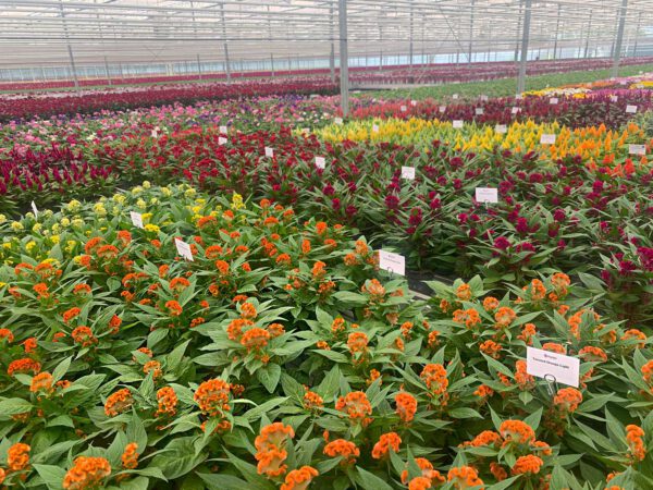 Pot Celosia Season by Floritec on Thursd