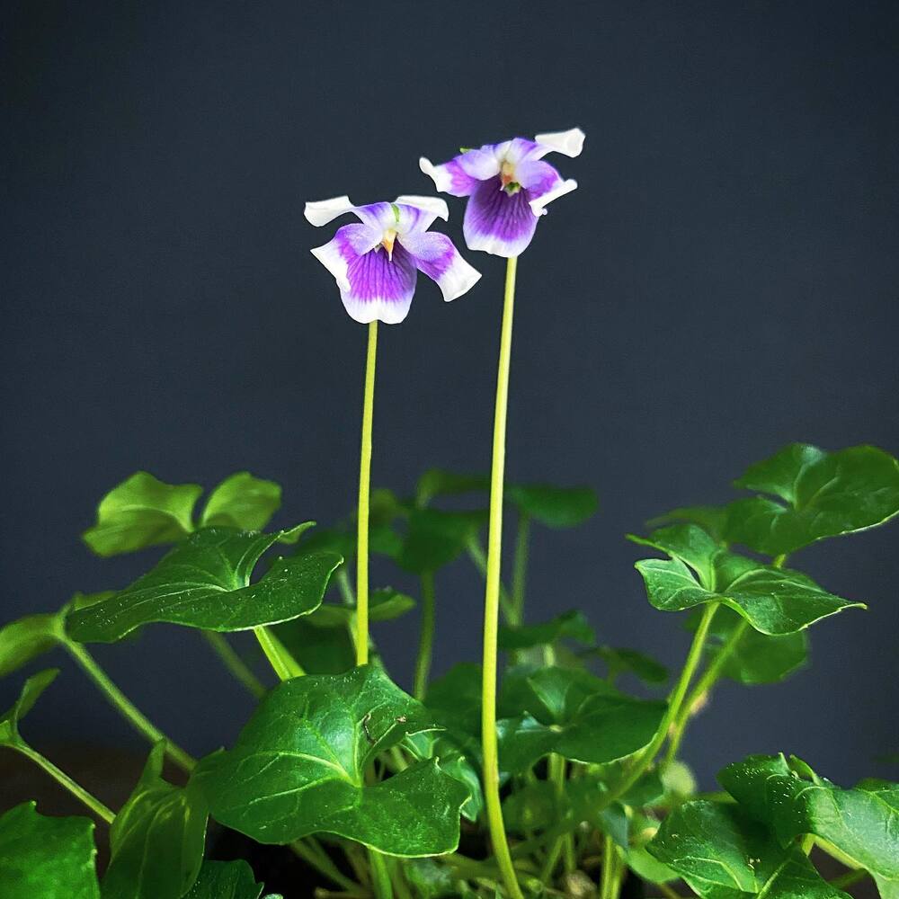 Small Violet flower