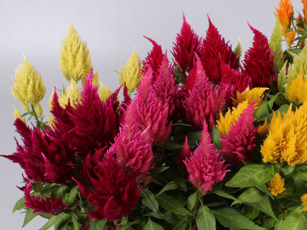 Celosia Floriosa on Thursd