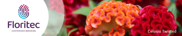 Floritec Banner on Thursd Celosia Twisted