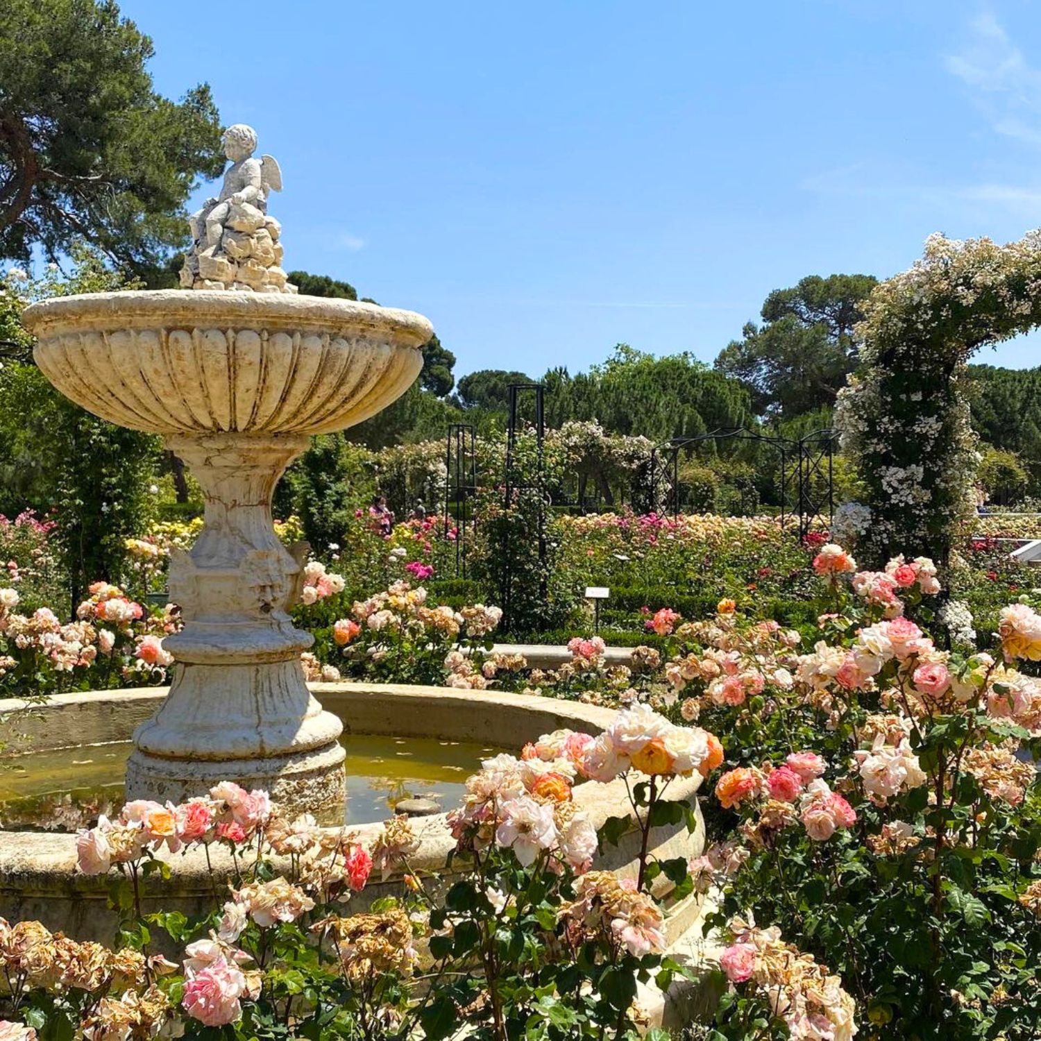 La Rosaleda rose garden in Retiro Park