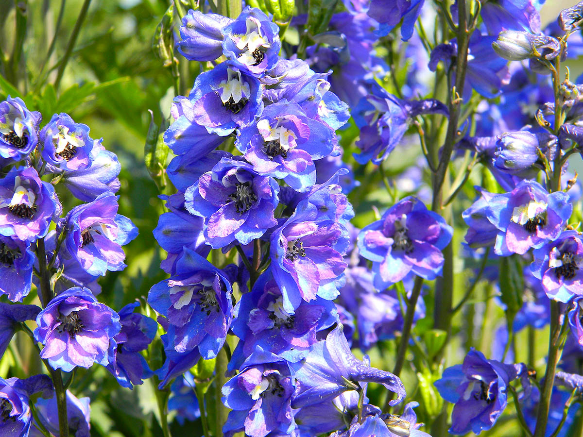 Greek Mythology flowers delphinium